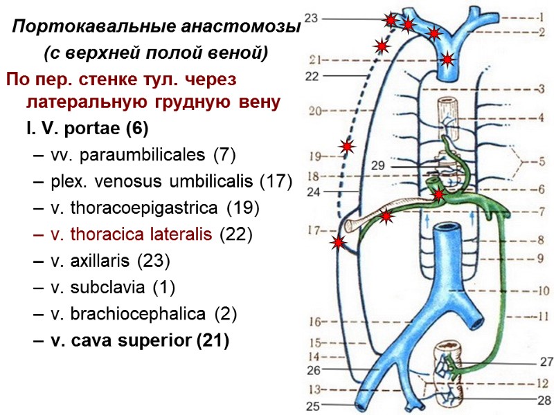 12 Портокавальные анастомозы (с верхней полой веной) По пер. стенке тул. через латеральную грудную